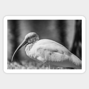 Gatorland American white ibis black and white Sticker